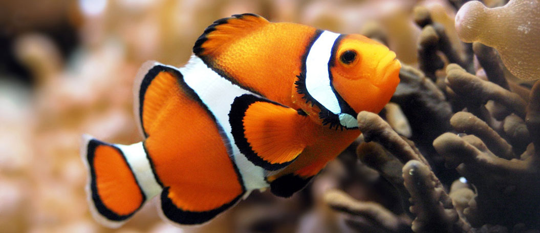 商业智能集成的DDOS测试