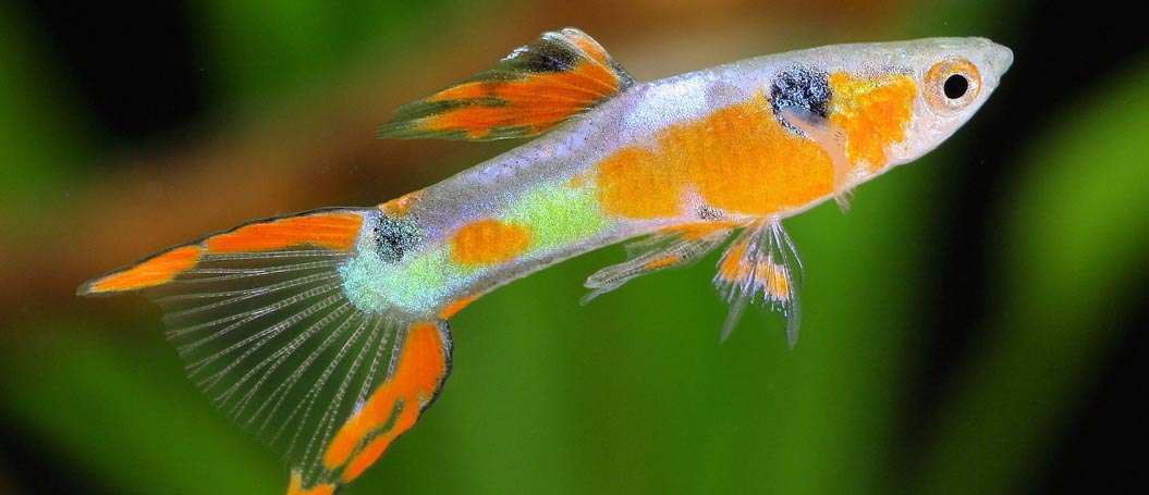 DDOS压力测试网页端