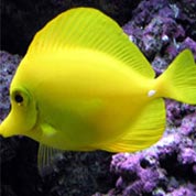 cc攻击免费网页版